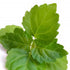  Patchouli Patchouli